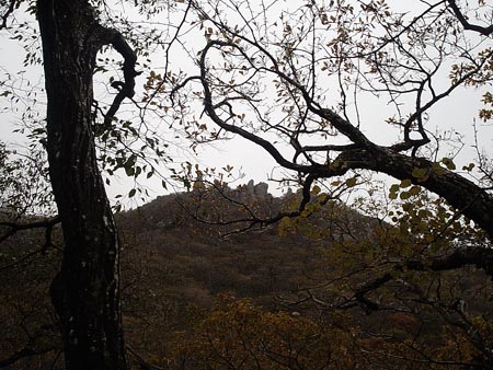 고목이 숲을 이루고 